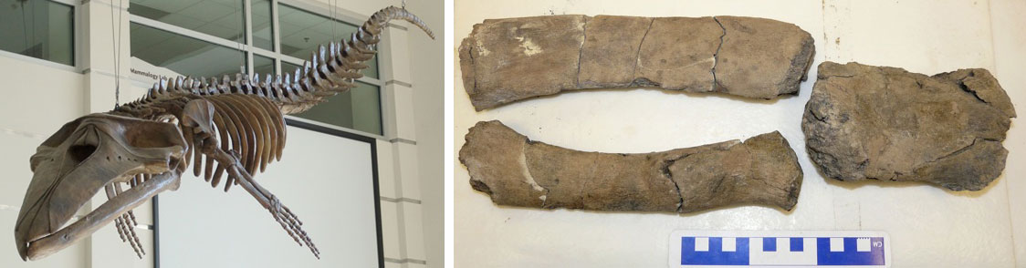 2-Panel figure showing photos of whale fossils from the Miocene of Virginia. Panel 1: Cast of a skeleton of a baleen shale mounted from the ceiling. Panel 2. Portion of the flipper of a baby baleen whale with three bones.
