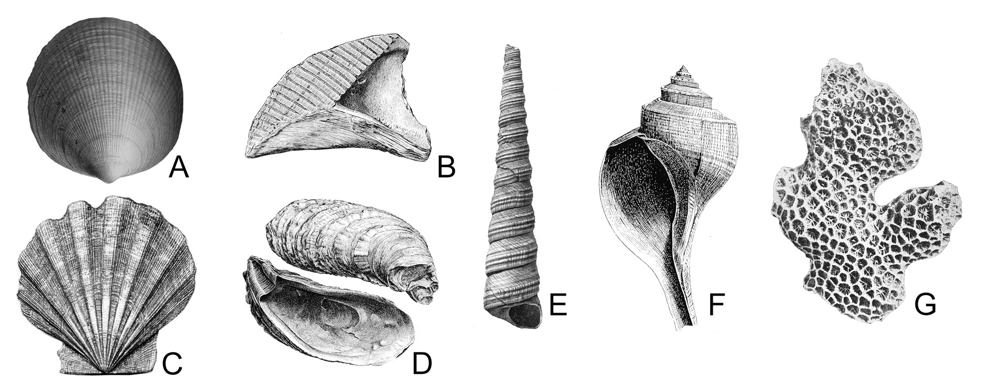 Grayscale figure showing Neogene invertebrates from Virginia and the Carolinas, including four bivalves, two snails, and a coral.