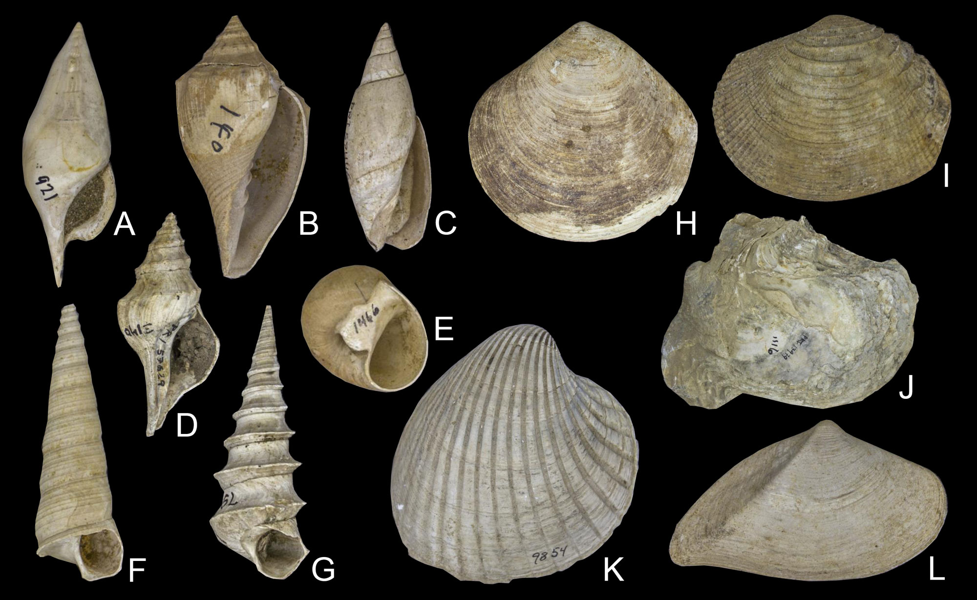 Photographic figure showing Paleocene to Eocene shells from Alabama and Mississippi. The figure includes seven marine snails and five bivalves.