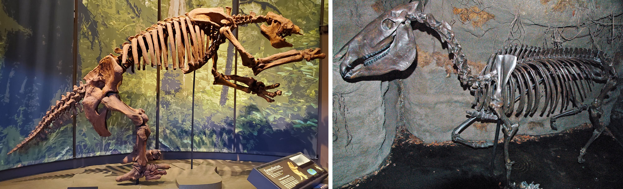 2-Panel figure. Panel 1: Mounted skeleton cast of a large ground sloth from Daytona Beach, Florida. Panel 2: Mounted cast of a skeleton of a horse from Leisey Shell Pit, Florida. Both skeletons are from the Pleistocene.