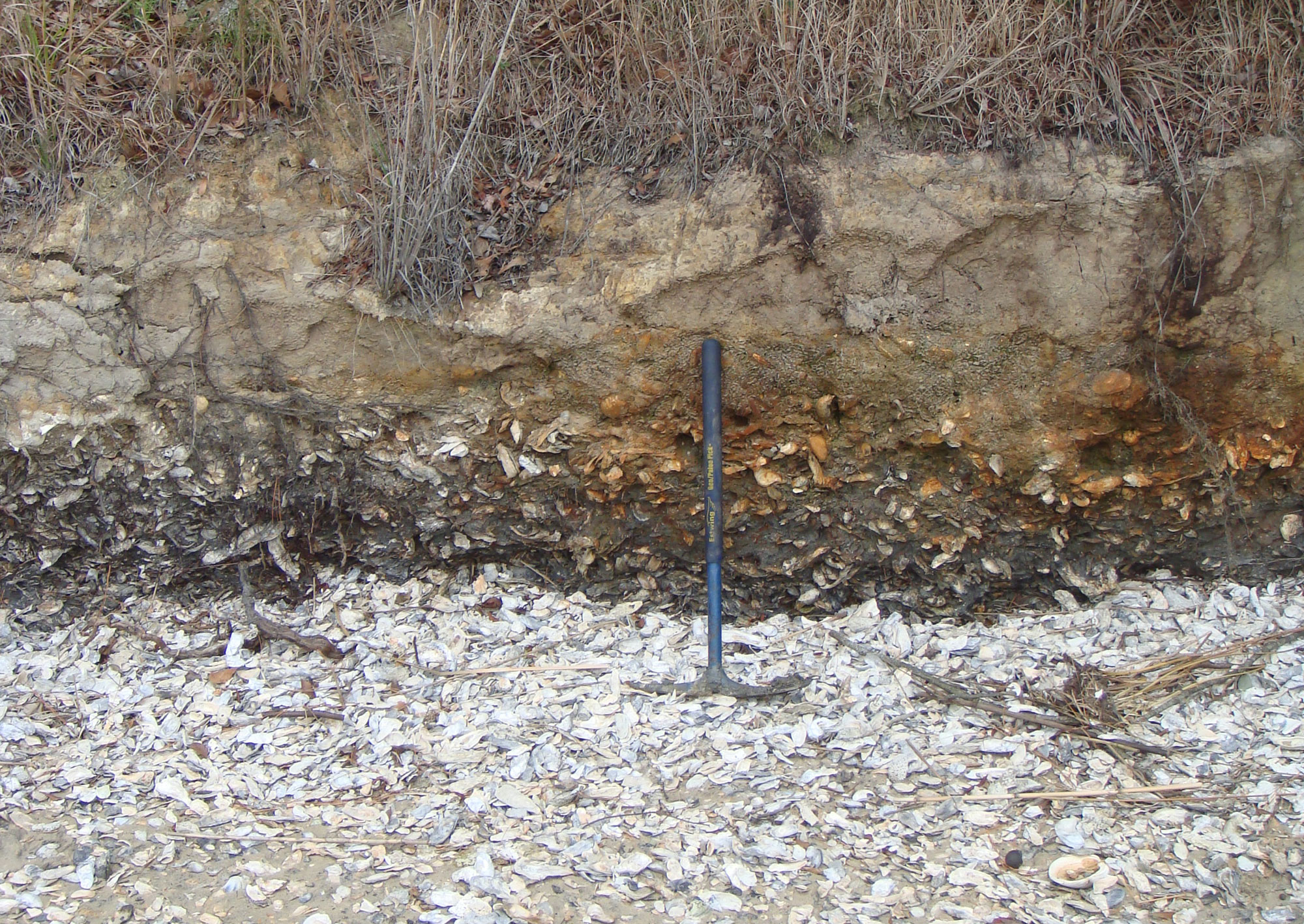 Photo of a Pleistocene oyster reef in South Carolina. The figure shows many oyster shells embedded in sediment as well as littering the foreground. The image has a pick for scale.