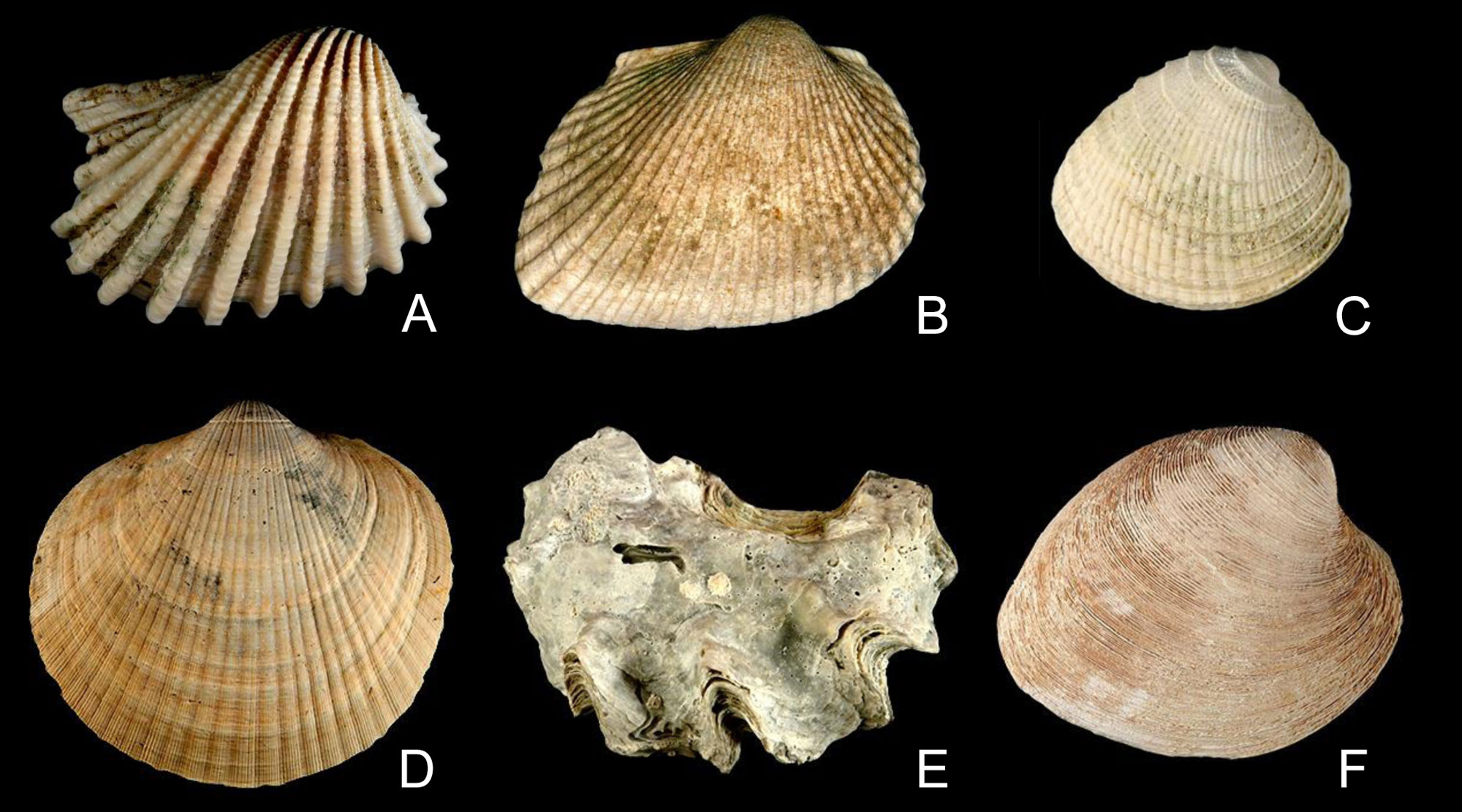 Photographic figure with images of six bivalve shells from the Pliocene to Pleistocene of Florida and the Carolinas.