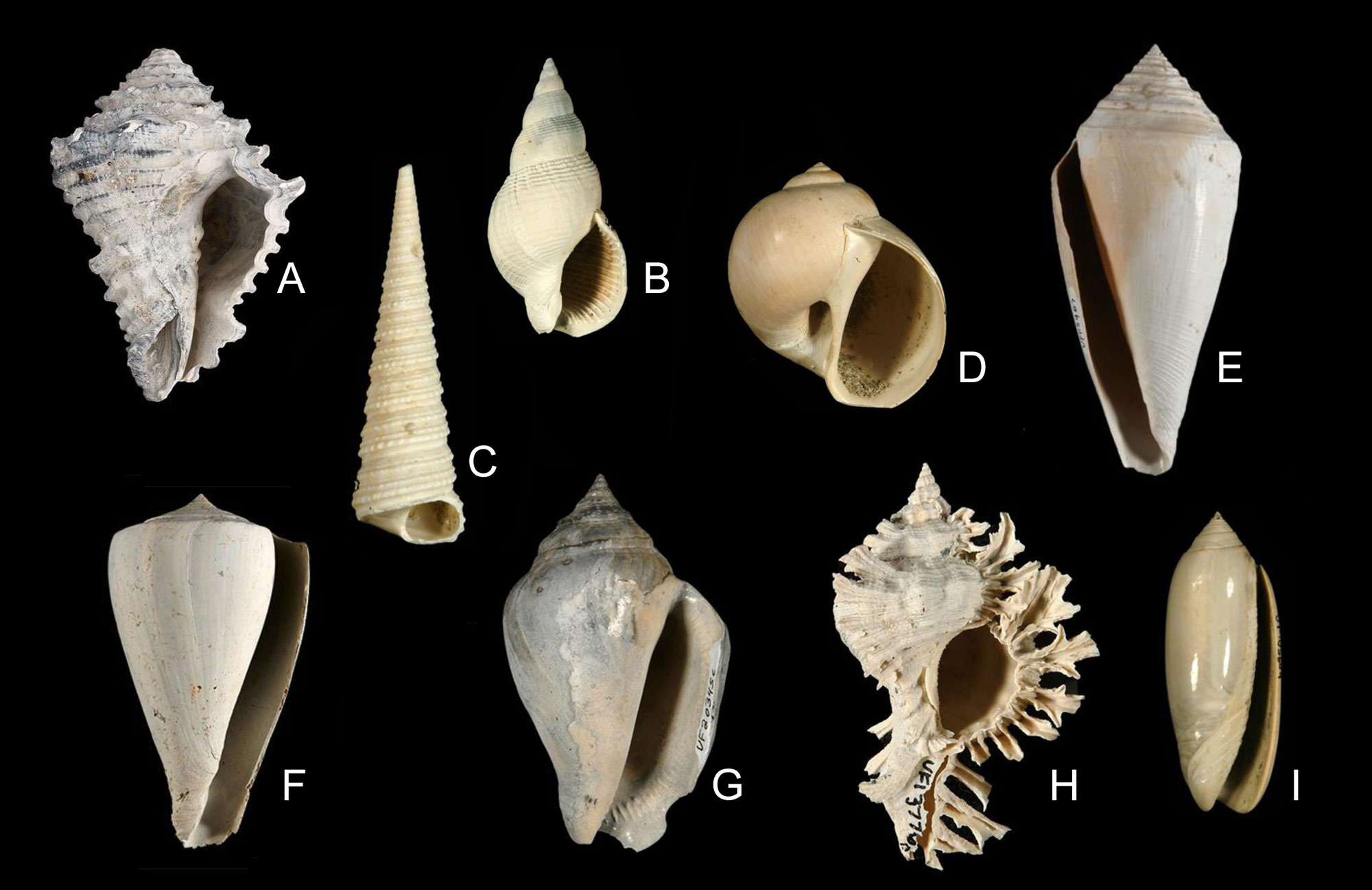 Photographic figure with images of fossil snail shells from the Pliocene to Pleistocene of Florida and the Carolinas. Each shell is oriented so its spire is at the top of the image and its aperture is showing.