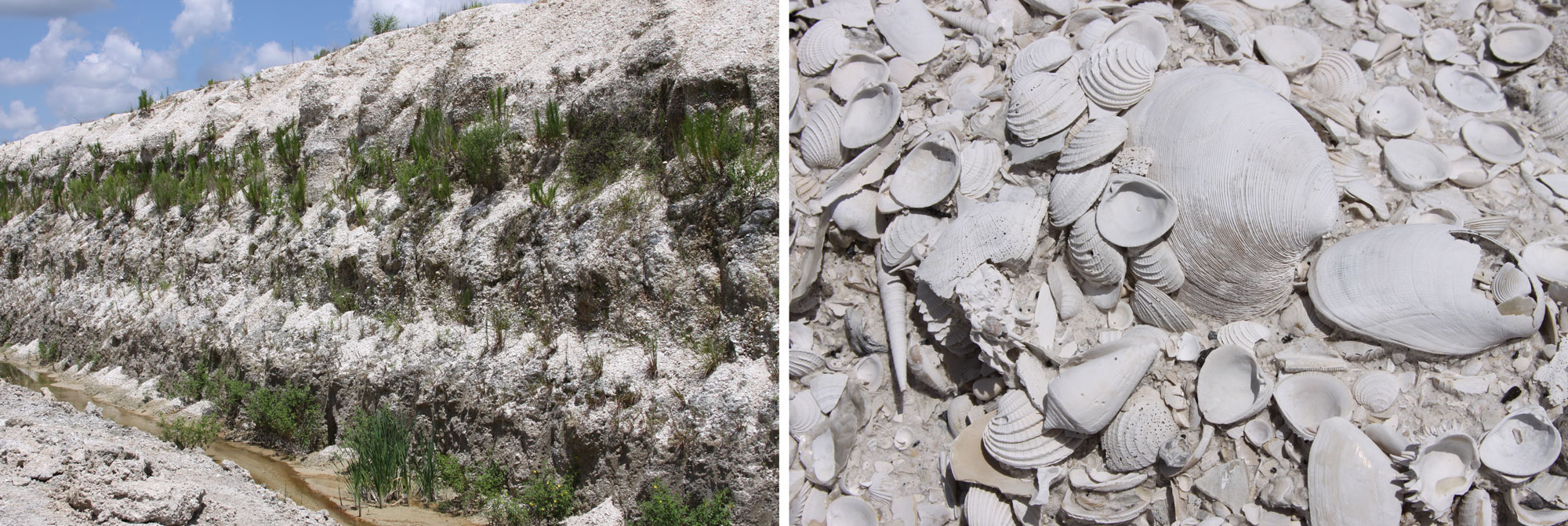 2-Panel figure showing photos of shell deposits in Florida. Panel 1: Quarry wall showing layers of shells. Panel 2: Close up of shells making up the deposit showing many bivalves and a few gastropods.