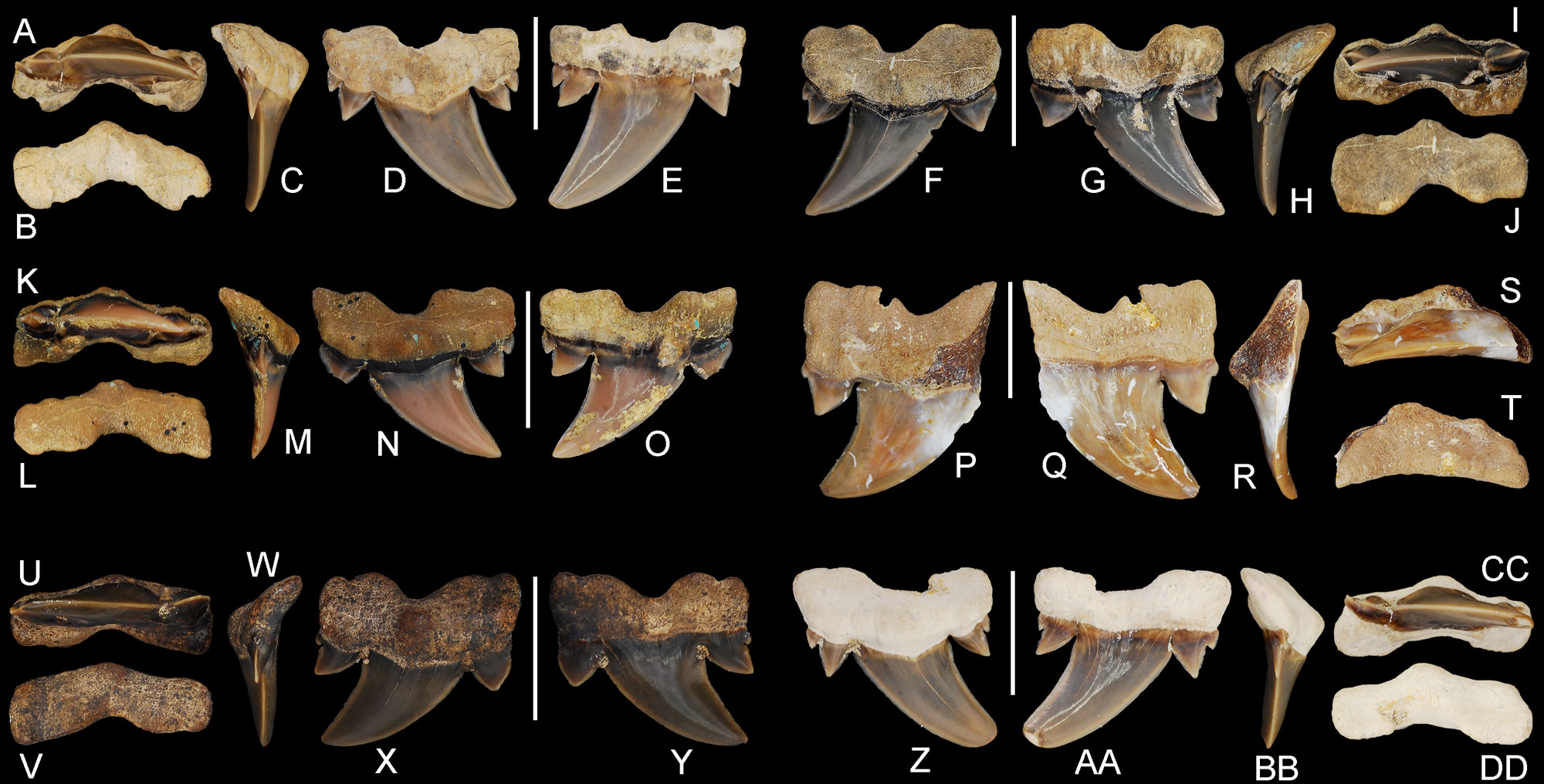 Photographic plate showing 12 fossil shark's teeth in different views. The teeth are on a black background.