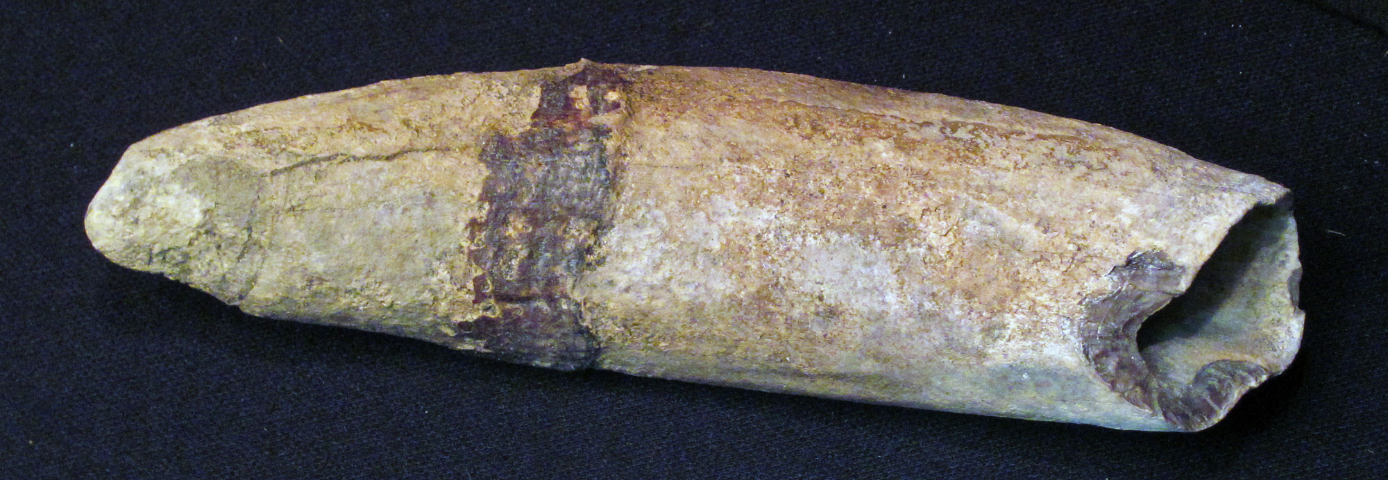 Photograph of a fossil sperm whale tooth. The tooth is elongate with a hollow base.