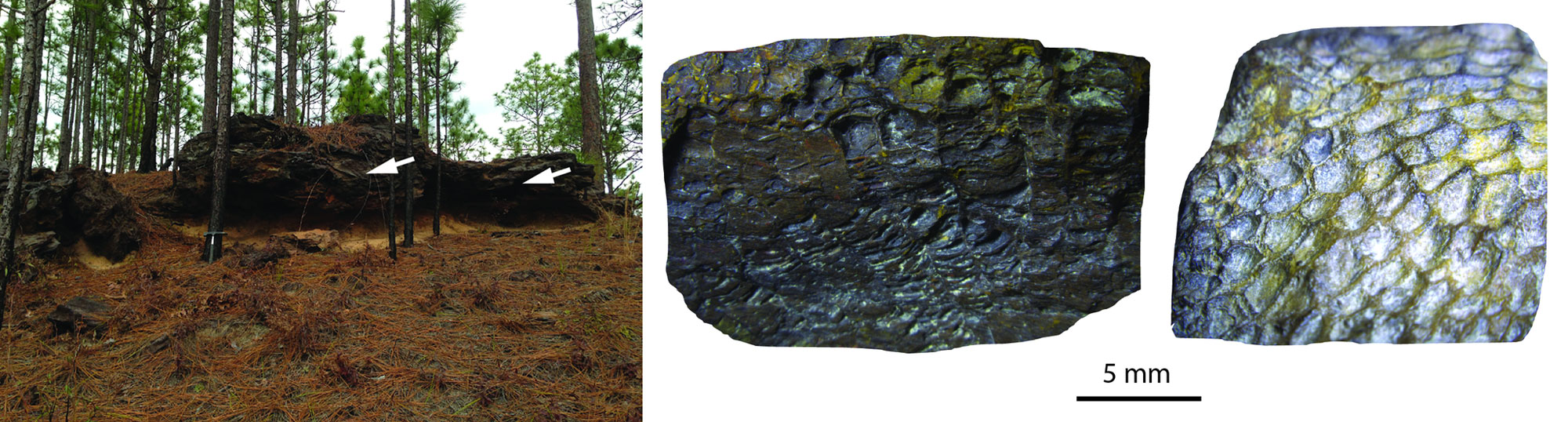 2-Panel figure. Panel 1: Outcrops of rock bearing Ordovician to Silurian fossil corals, South Carolina. Panel 2: Photos of two tabulate coral specimens, Ordovician to Silurian, South Carolina.