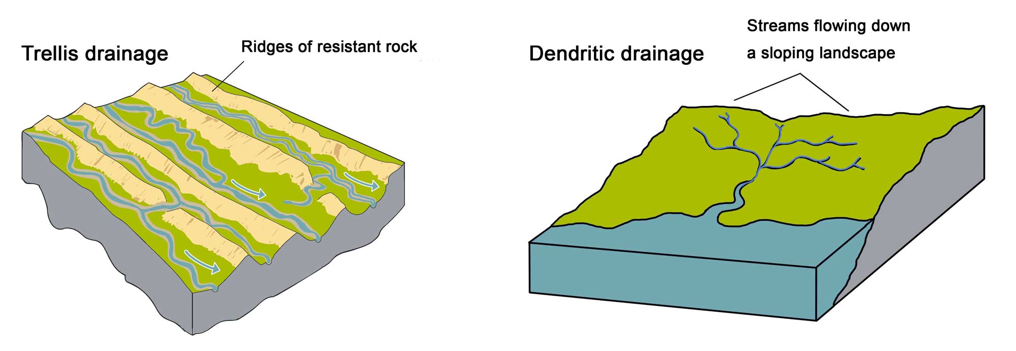 Diagram showing the differing appearances of trellis and dendritic drainage patterns.
