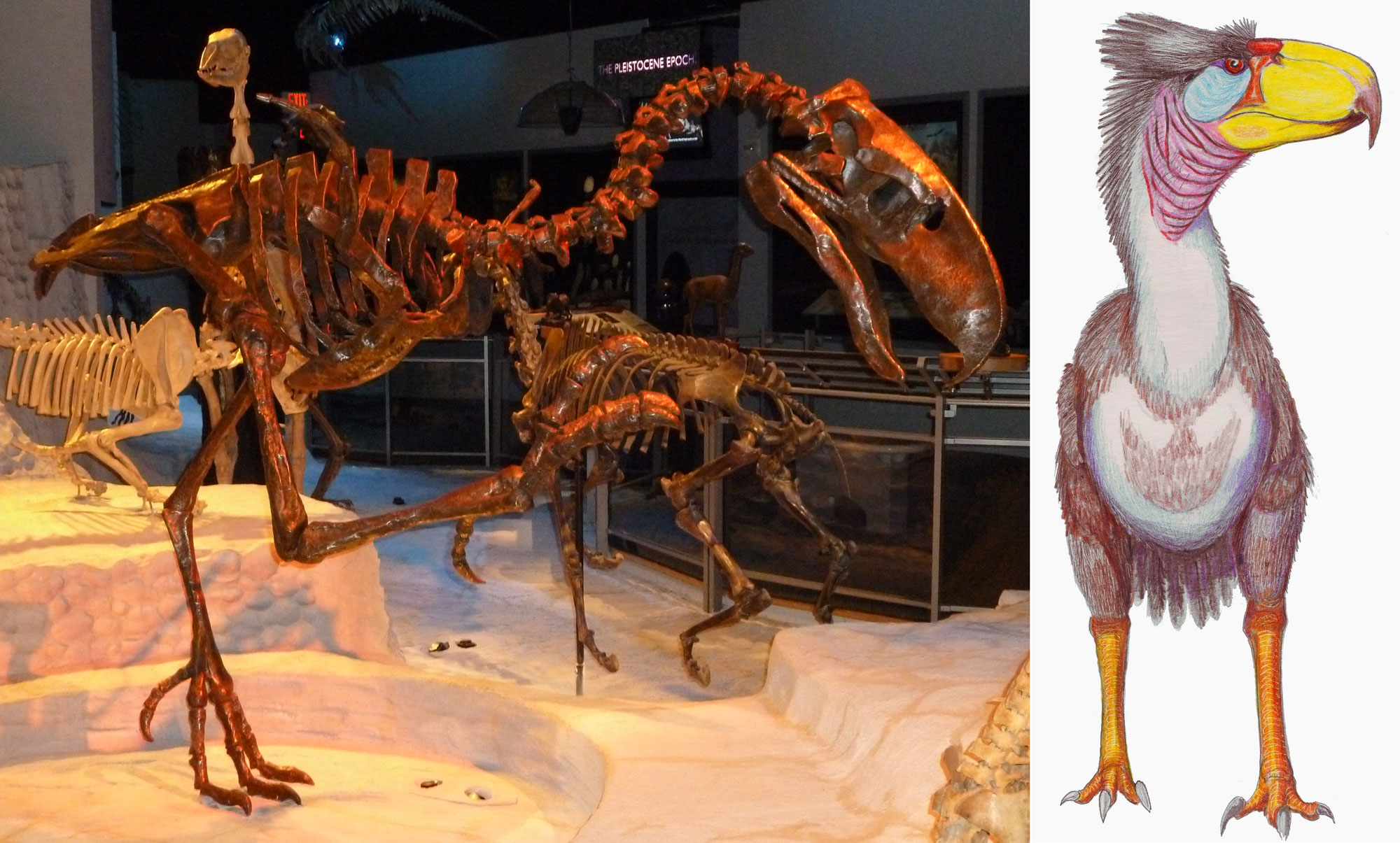 2-Panel figure of Waller's terror bird. Panel 1: Photo of a mounted skeleton of a terrestrial bird with a large head and beak on display at the Florida Museum of Natural History. Panel 2: Drawing showing a reconstruction of the living bird with a colorful head.