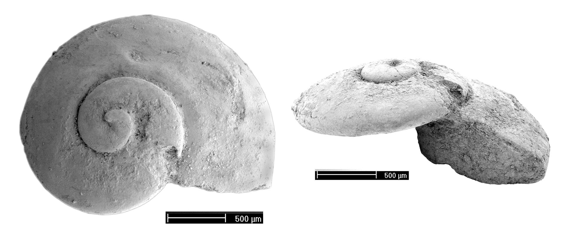 Images of a fossil mollusk from the small shelly fauna showing apical and side views.