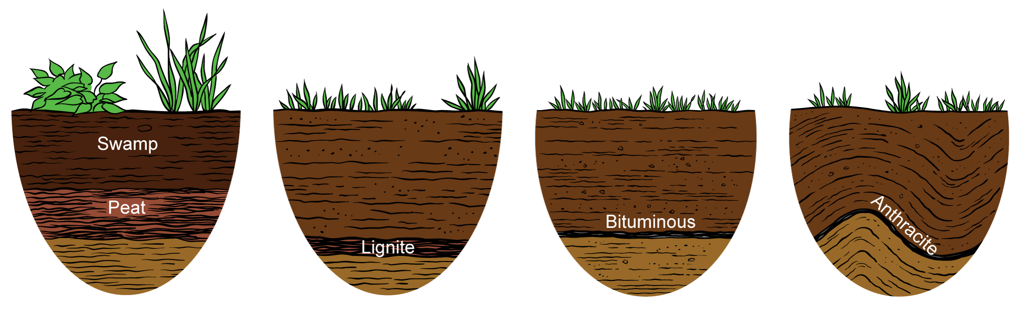 Diagrams showing stages in the formation of coal. From left to right: Peat, lignite, bitmuminous, and anthracite.