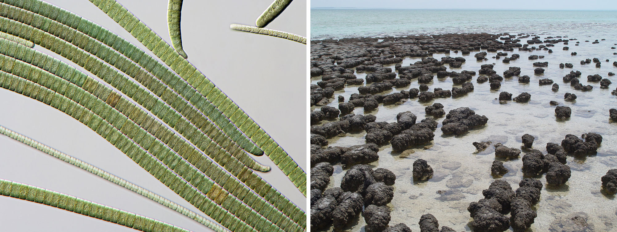 2-Panel figure. Panel 1. Microscopic image of modern filamentous cyanobacteria. Panel 2. Modern stromatolites growing in Australia.