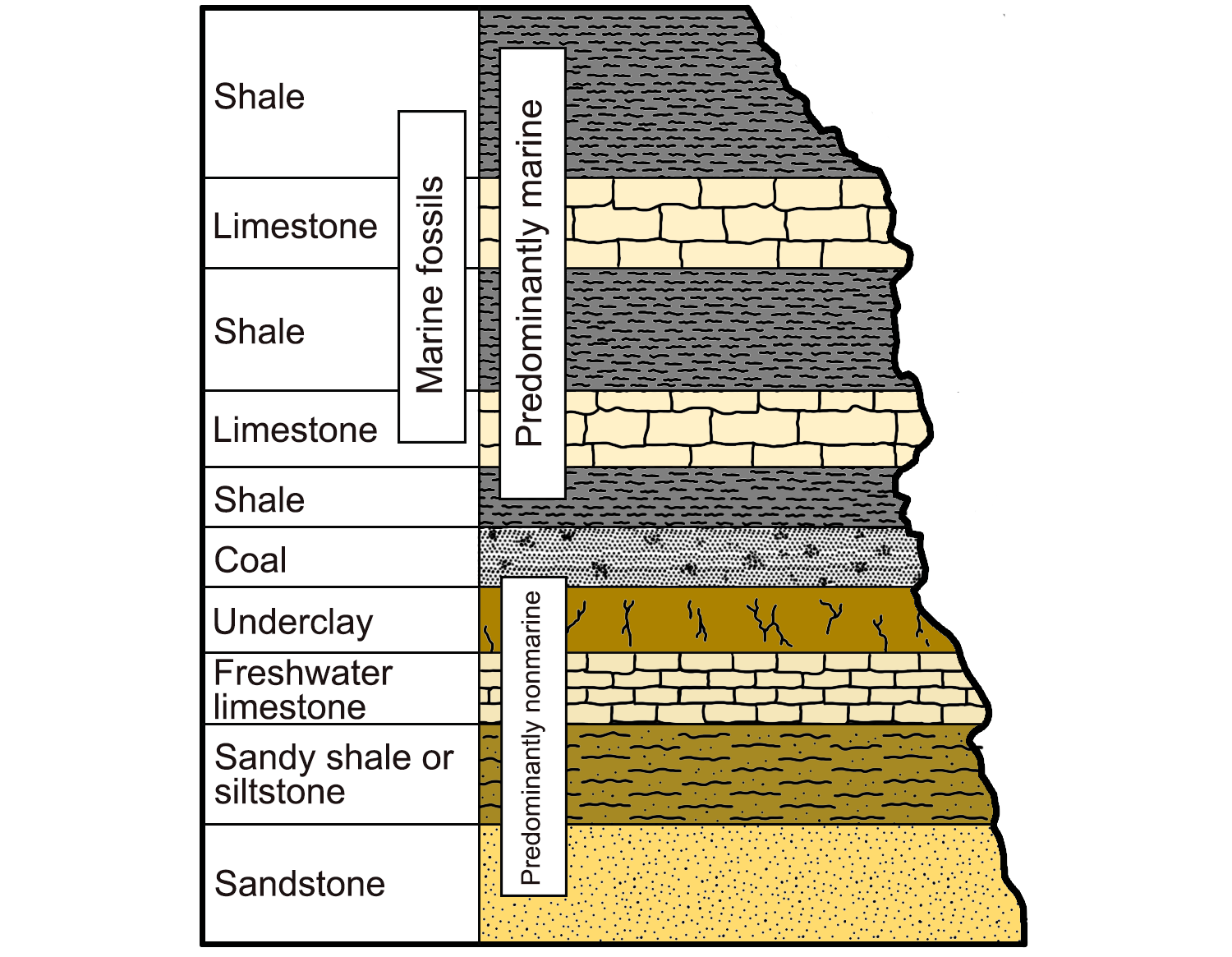 Simplified diagram depicting a typical cyclothem sequence of sedimentary rocks.