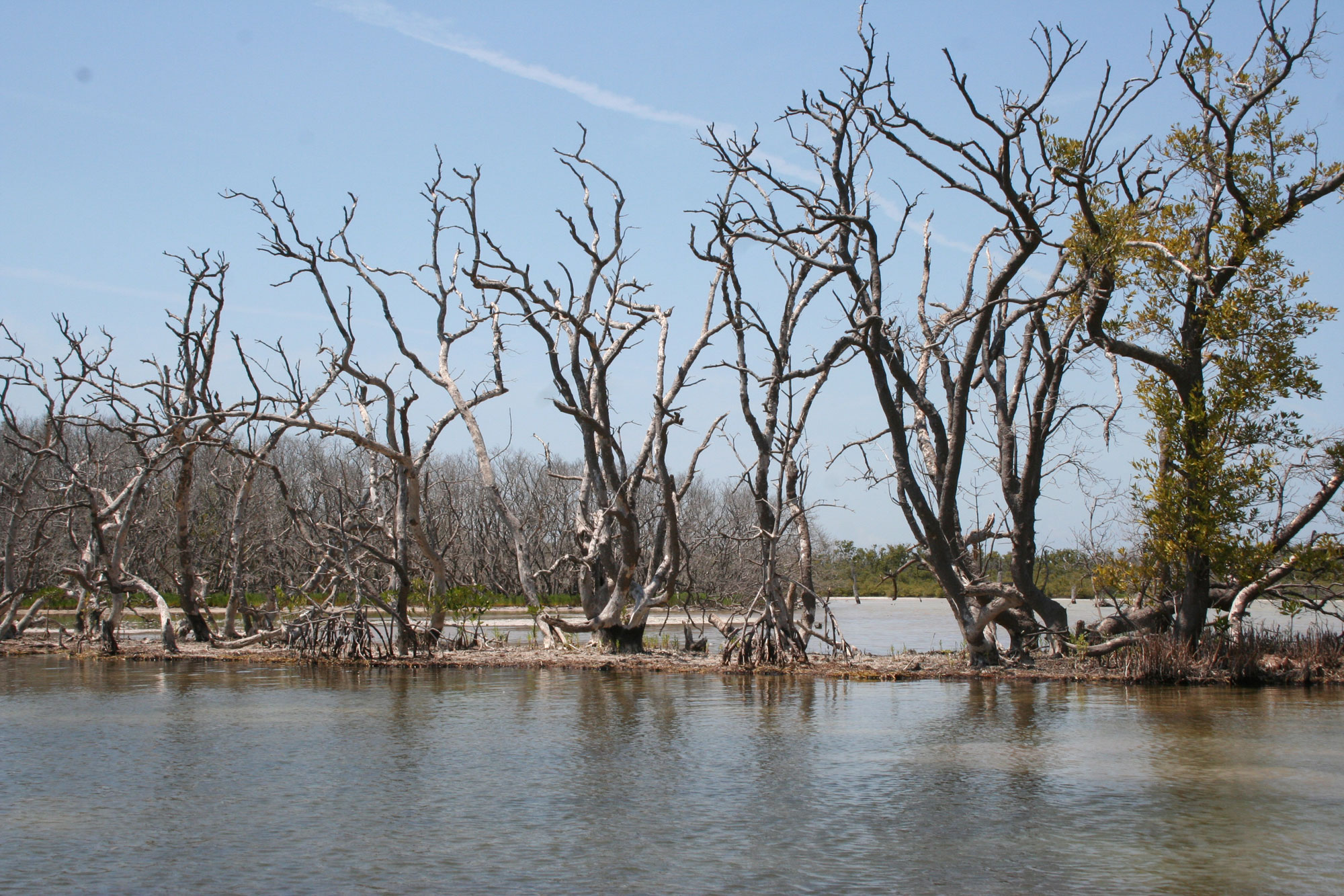 Photograph of dead mangroves on Jim Foot Key, Florida Bay, April 2019.