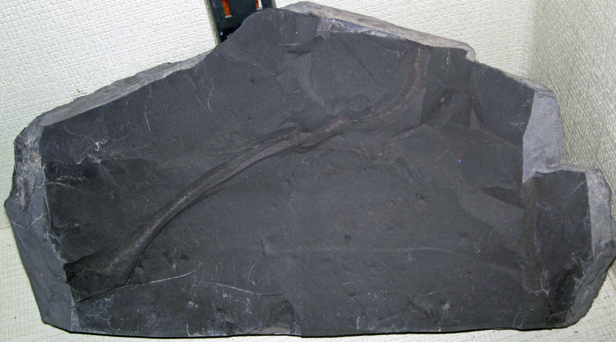 Photo of a piece of dark gray to black oil shale.