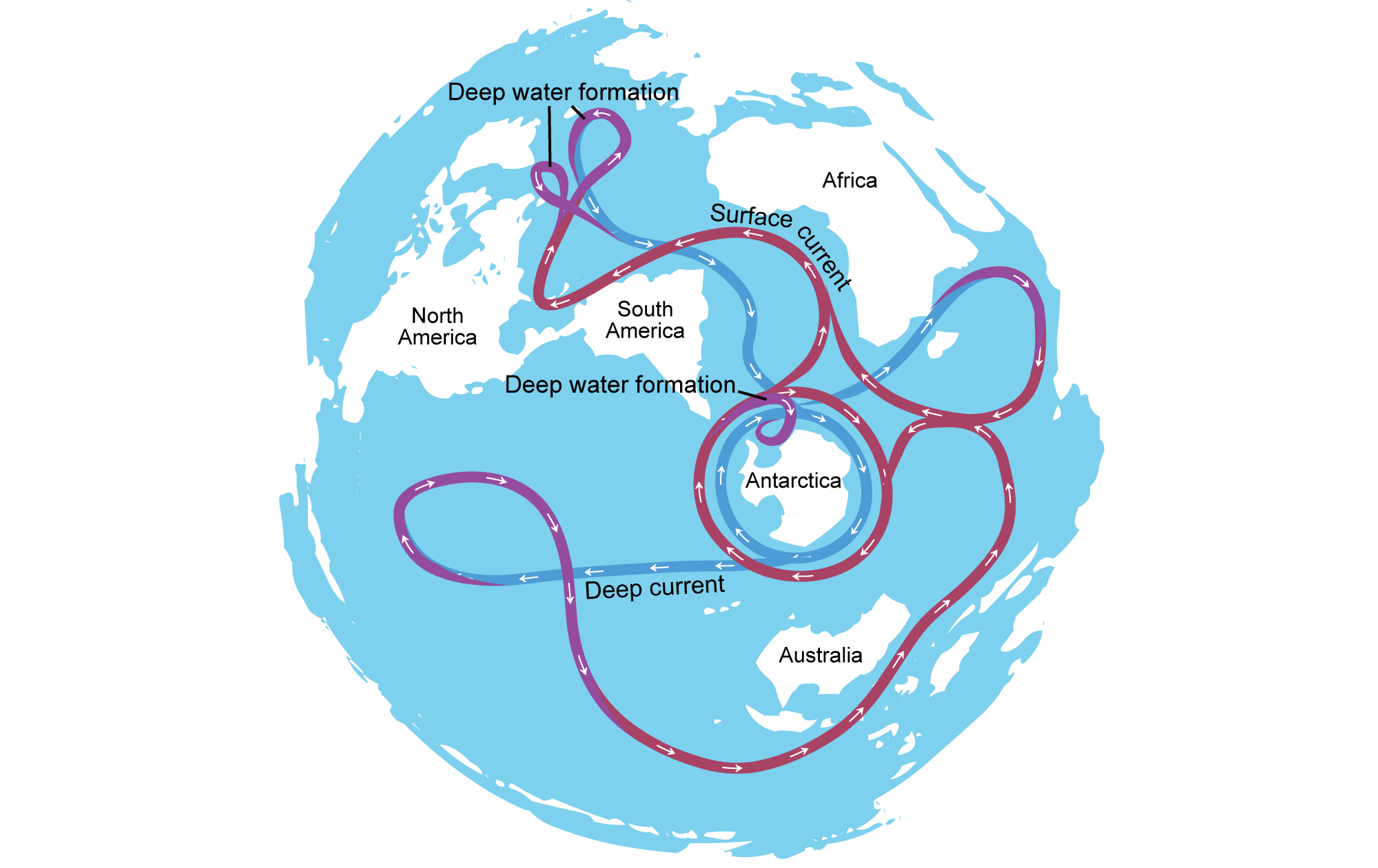 Diagram showing thermohaline circulation in the world's oceans from a south polar perspective.