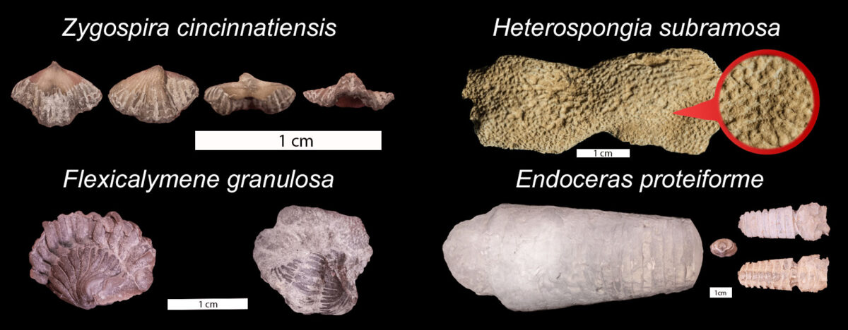 Photographs of fossils from the Ordovician of Kentucky, including a brachiopod, a sponge, a trilobite, and a cephalopod.
