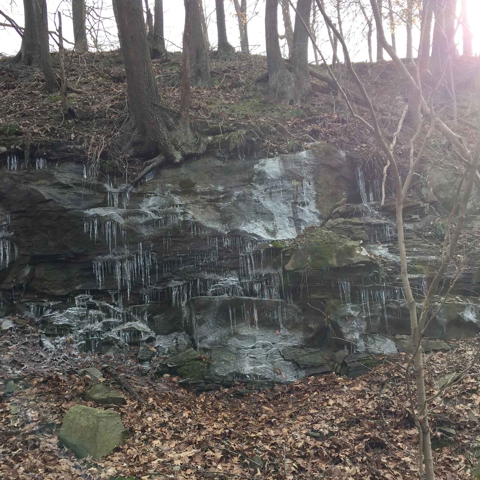 Photograph of a rock outcrop in Ohio that shows erosion as a result of both freezing-thawing and plant roots.
