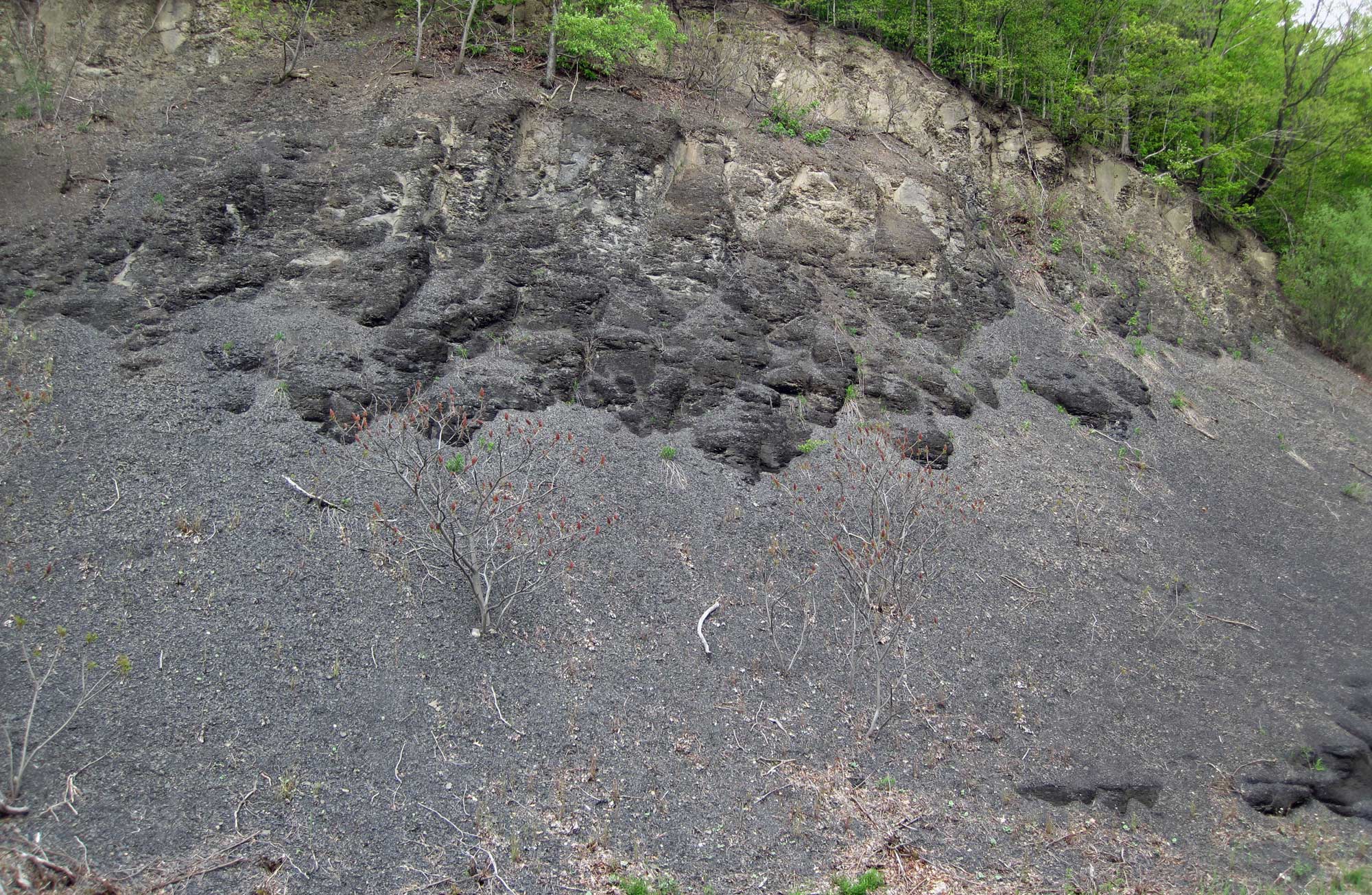 Photograph of an exposure of dark-colored (gray to black) Devonian shale in New York.