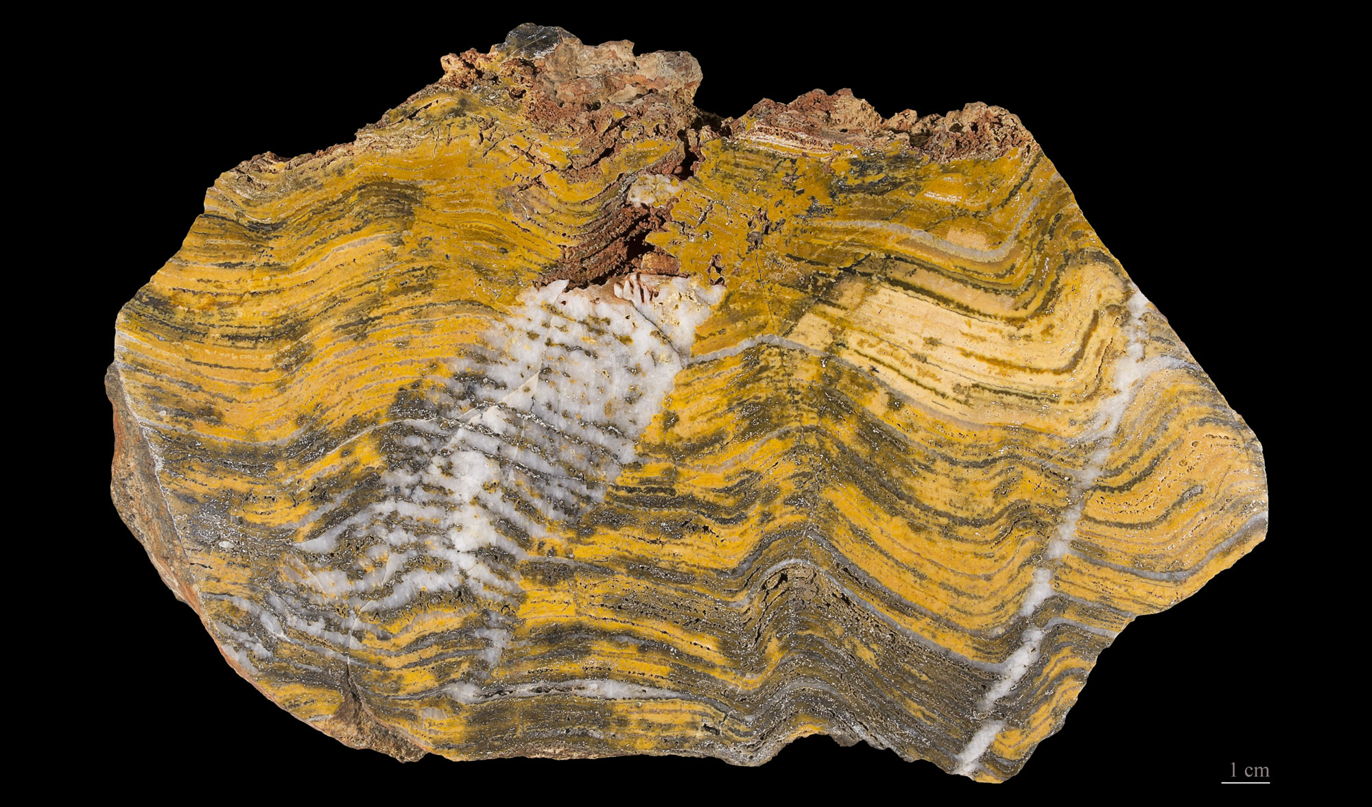 A photograph of an Archean stromatolite from Australia.