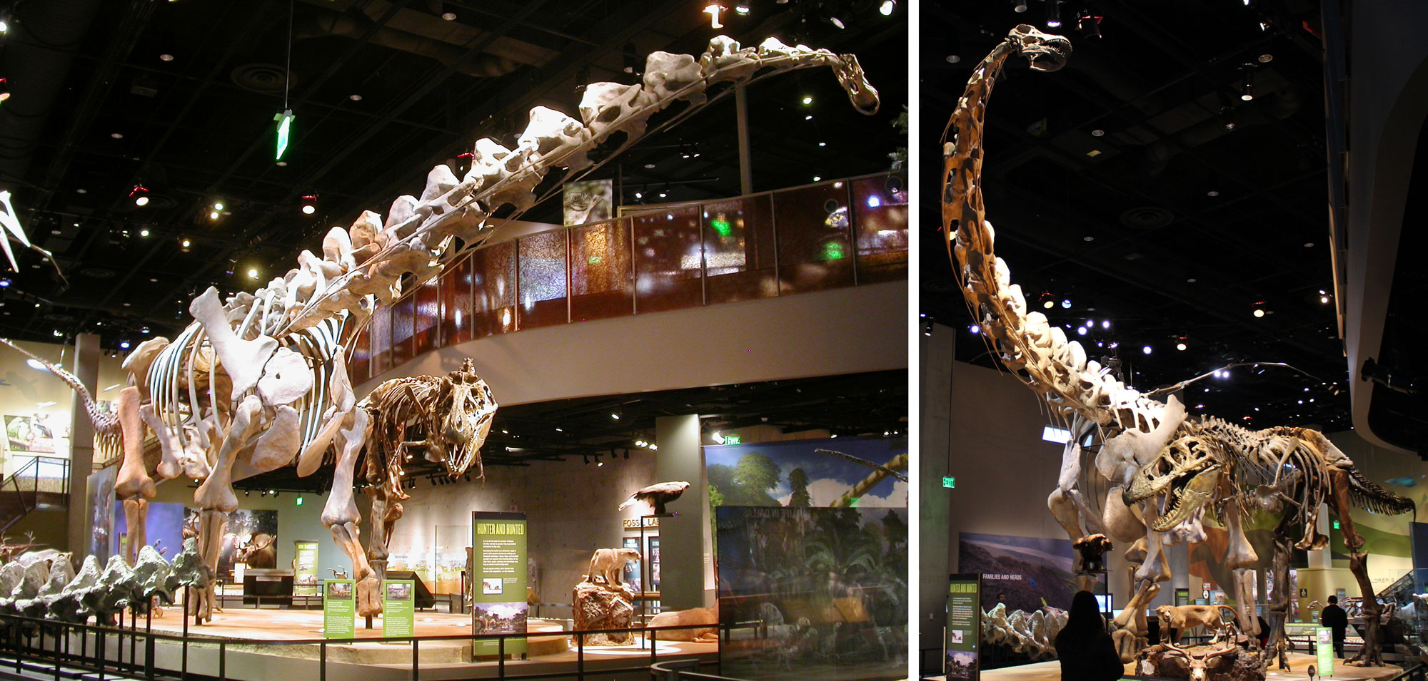 Photos showing two views of a display of Alamosaurus (a long-necked sauropod) next to a Tyrannosaurus at the Perot Museum. The Alamosaurus is much larger than the Tyrannosaurus.