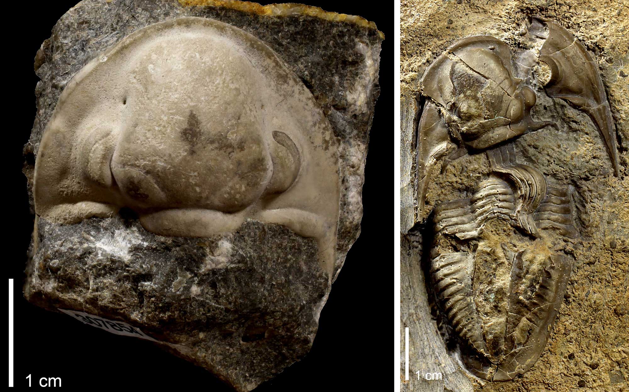 2-panel figure showing photos of trilobites from the Pennsylvanian of Oklahoma. Panel 1: Trilobite head. Panel 2: Complete trilobite with breaks in the head and body.