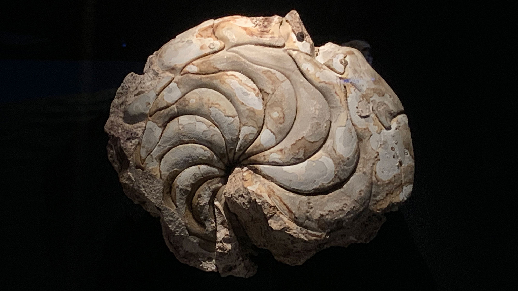 Photograph of the fossil nautiloid Aturia alabamensis.