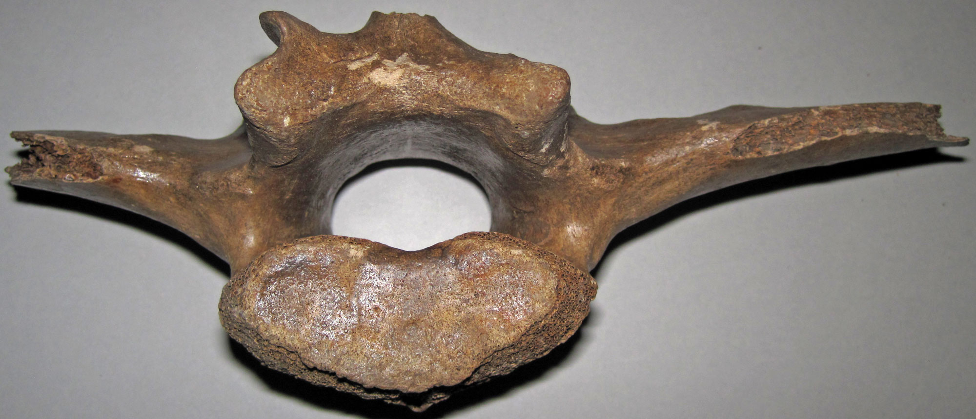 Photograph of a vertebra of a Pleistocene bison.