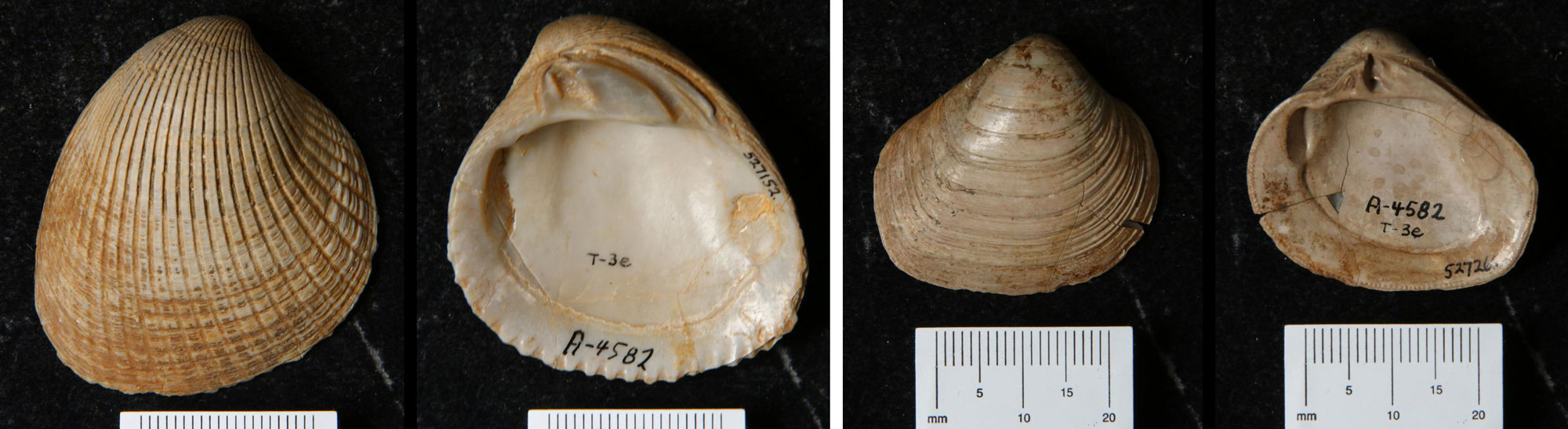 Figure showing photos of two species of bivalves from the Eocene Cook Mountain Formation of Texas. In each image, the inner and outer surface of a shell is shown.