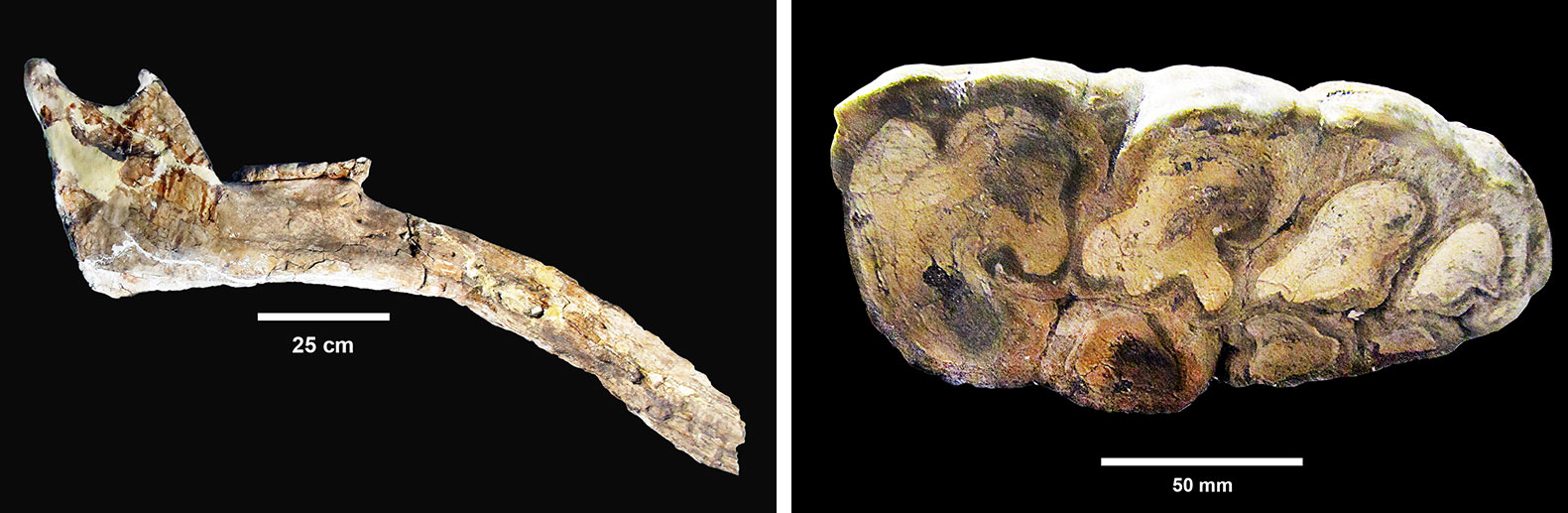 2-Panel figure showing photos of gomphothere fossils from Texas. Panel 1: Bizarre, extended lower jaw. Panel 2: Grinding surface of cusped tooth.