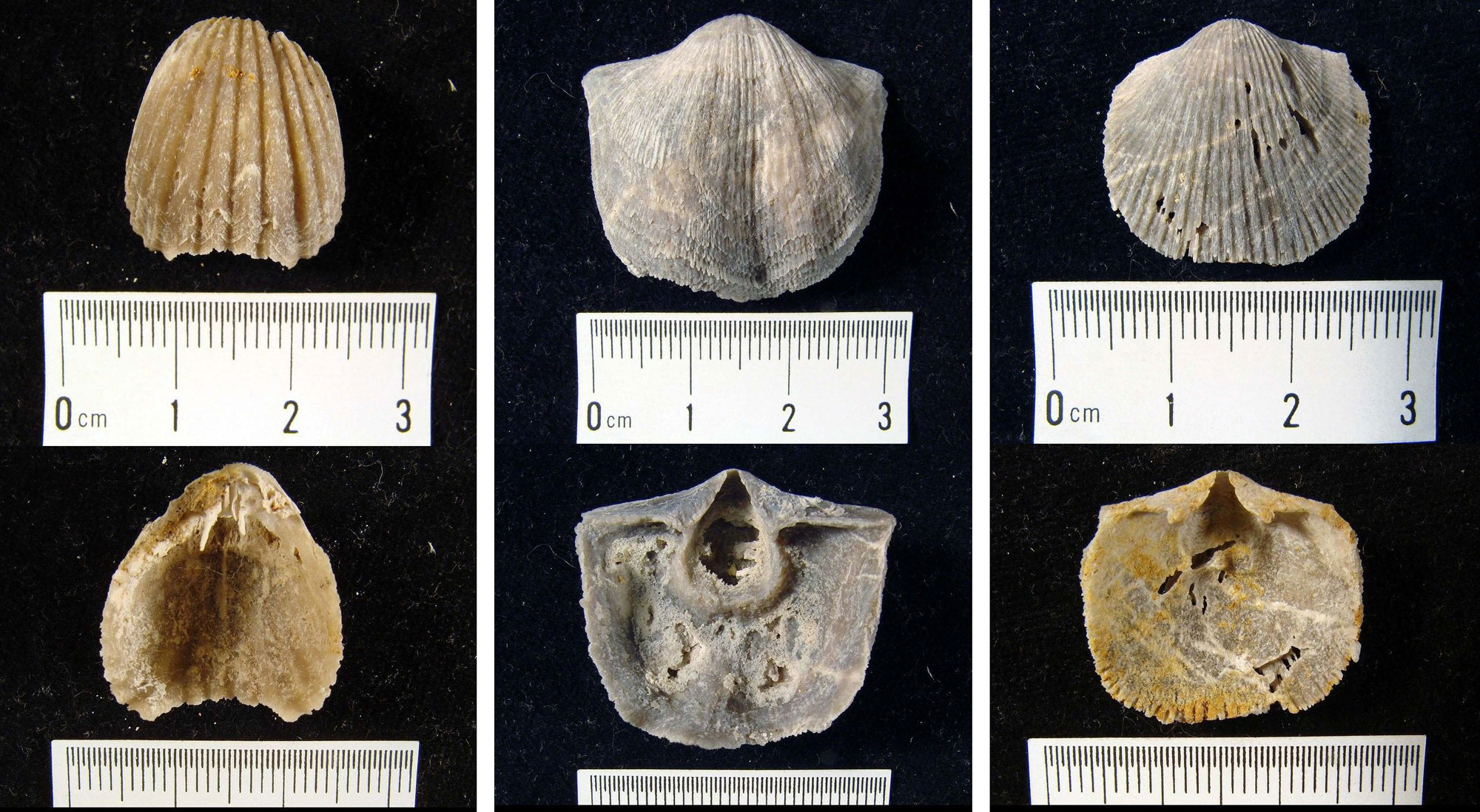 3-Panel image showing photos of three types of brachiopods. The outer part of one valve and the inner part of another valve are shown for each brachiopod.