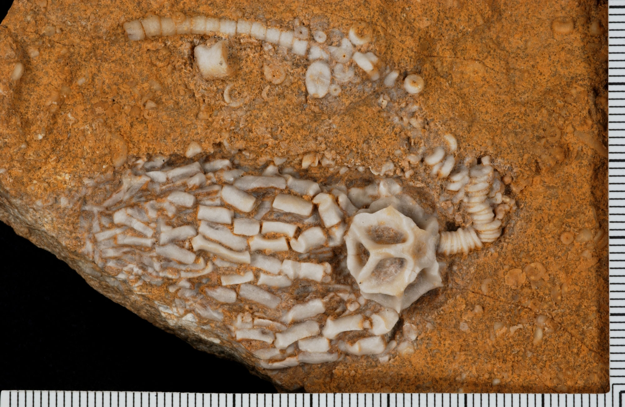 Photo of a fossil crinoid (calyx, arms, and stalk). The pieces of the crinoid are beige whereas the rock matrix surrounding the specimen is orange.