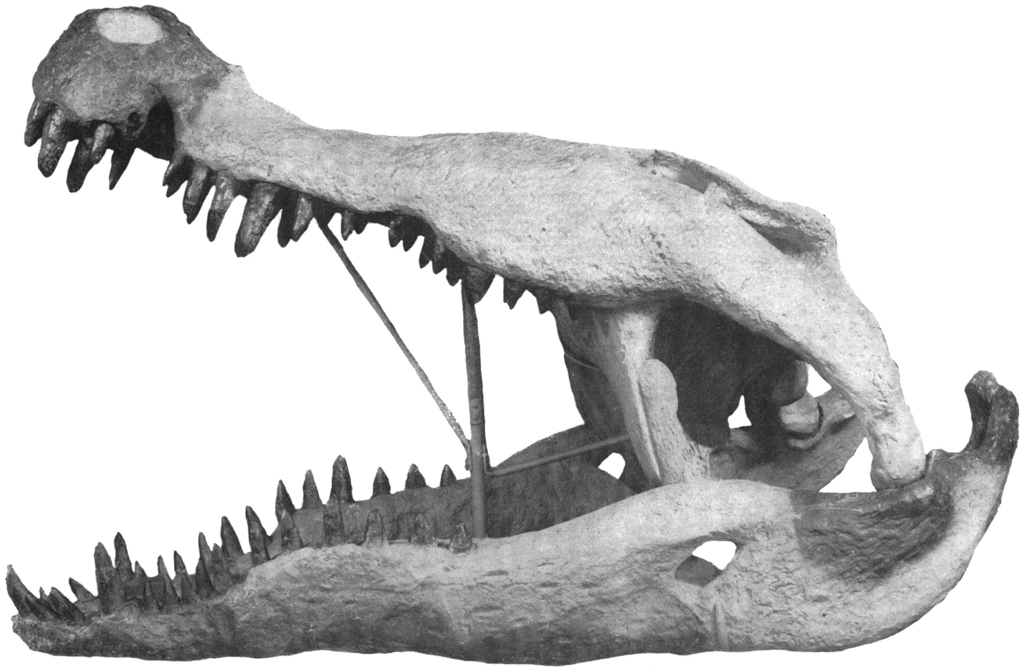 Black-and-white photo of the skull of Deinosuchus, a large crocodilian. The skulll is mounted with a bar to hold the jaws open.
