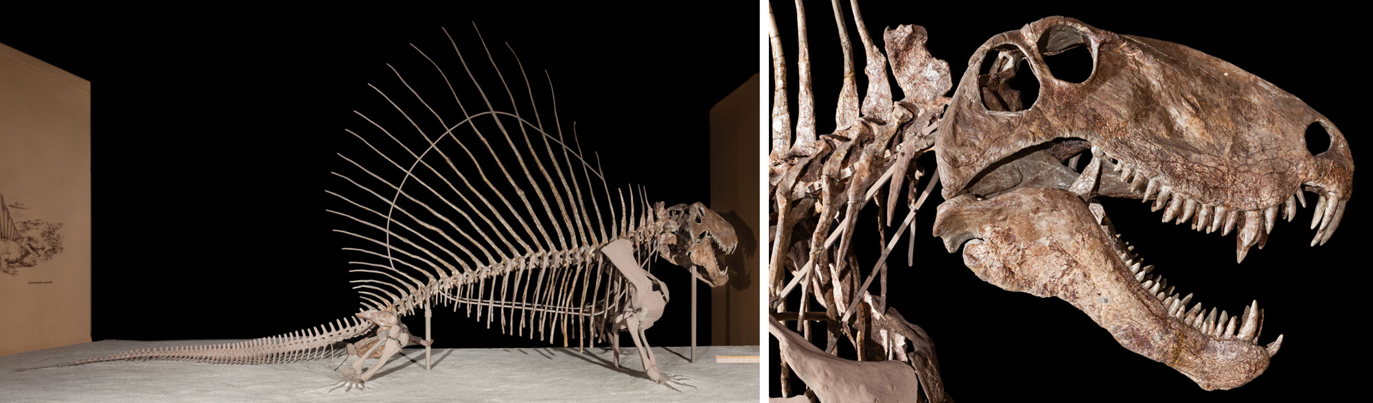 2-panel image showing photos of a mounted Dimetrodon skeleton. Panel 1: Whole skeleton with large dorsal sail. Panel 2. Close-up of skull showing large teeth.
