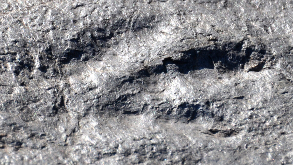 Photograph of Grallator, the three-toed track of a theropod dinosaur.