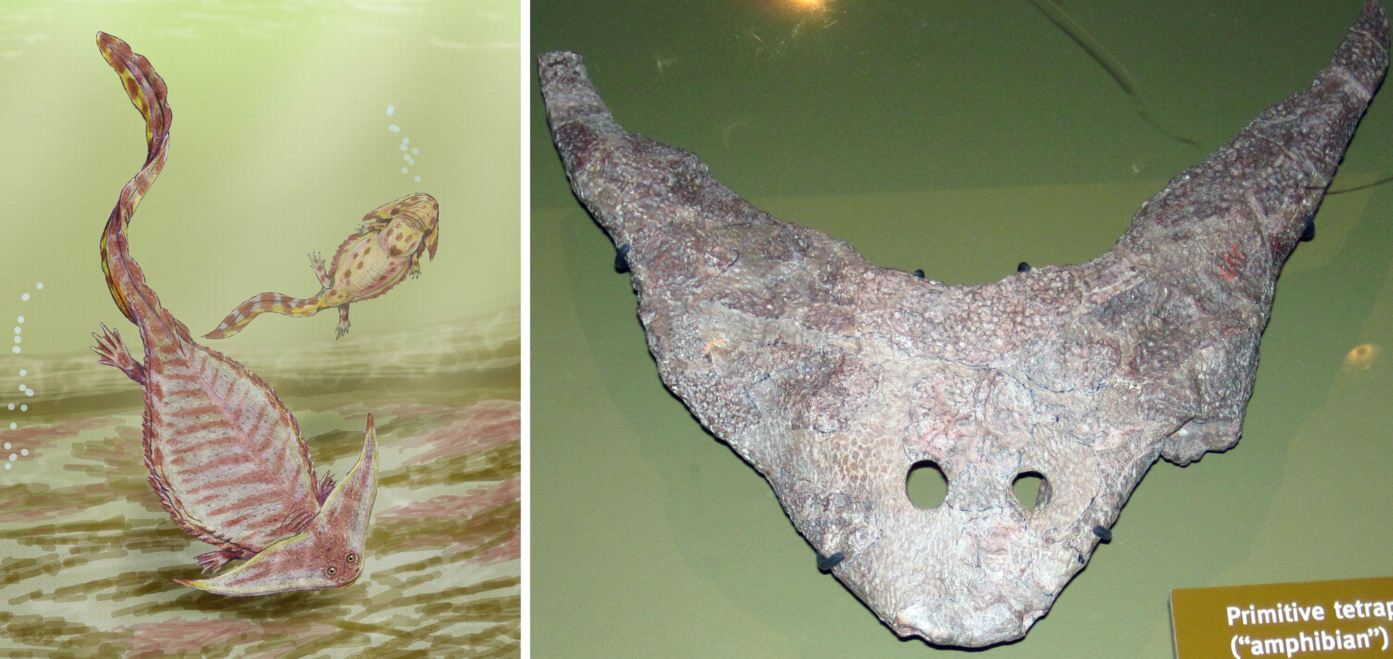 2-Panel image of Dilocaulus magnicornis, an extinct amphibian with a bizarre, chevron-shaped head. Panel 1: Artistic reconstruction of the animal swimming. Panel 2: Photo of a skull.