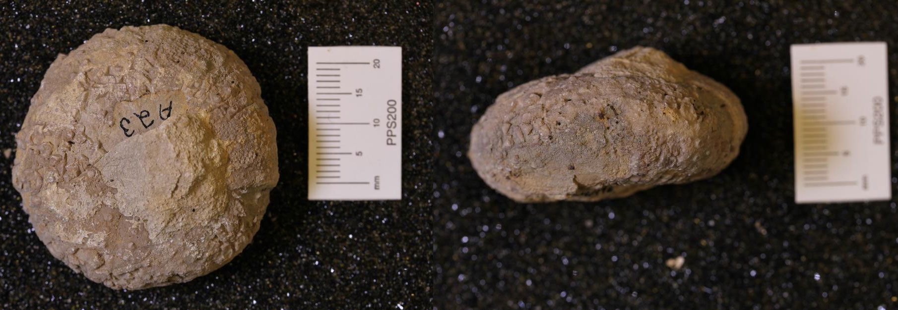 Photos of an unidentified echinoid from the Cretaceous of Texas in end and side views. The echinoid is rounded when viewed from above, somewhat flattened when viewed from the side.