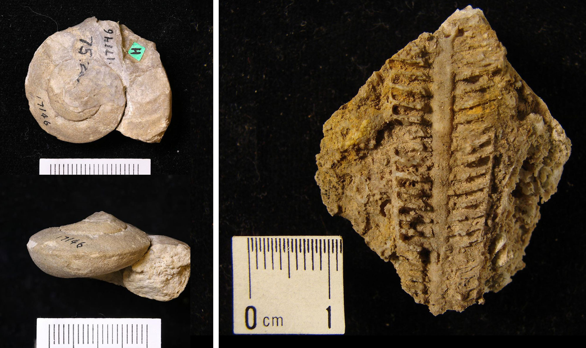 2-Panel image showing photos of Ordovician fossils from Missouri. Panel 1: Top and side views of a coiled snail shell. Panel 2: A straight cephalopod shell broken open to show chambers and siphuncle.