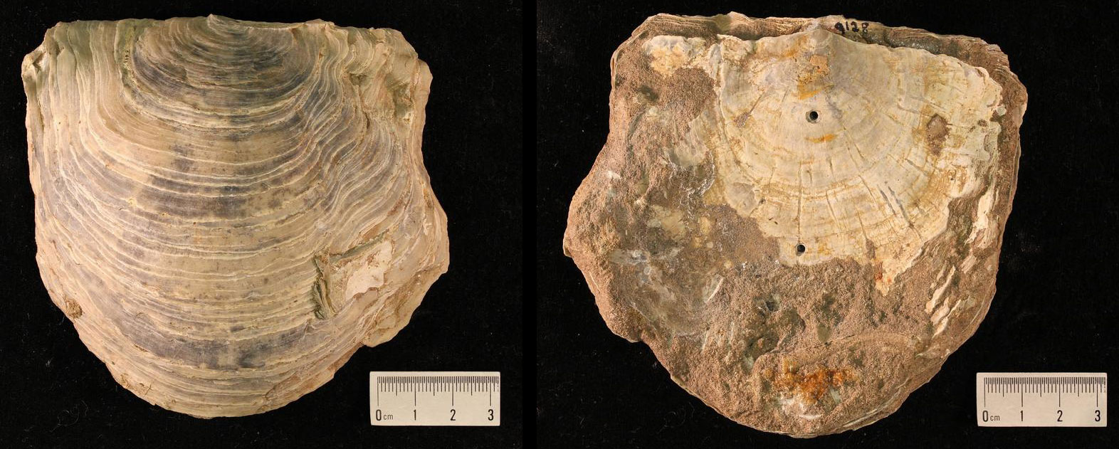 2-photo figure of the Cretaceous oyster Gryphaea vascicularis from Arkansas. Photos show top and bottom of outer parks of the shell.