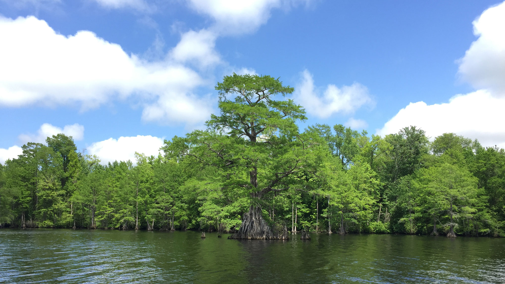 Photograph of the Great Dismal Swamp in Virginia showing a forest on the edge of a lake. A large bald cypress is in the water in the foreground.