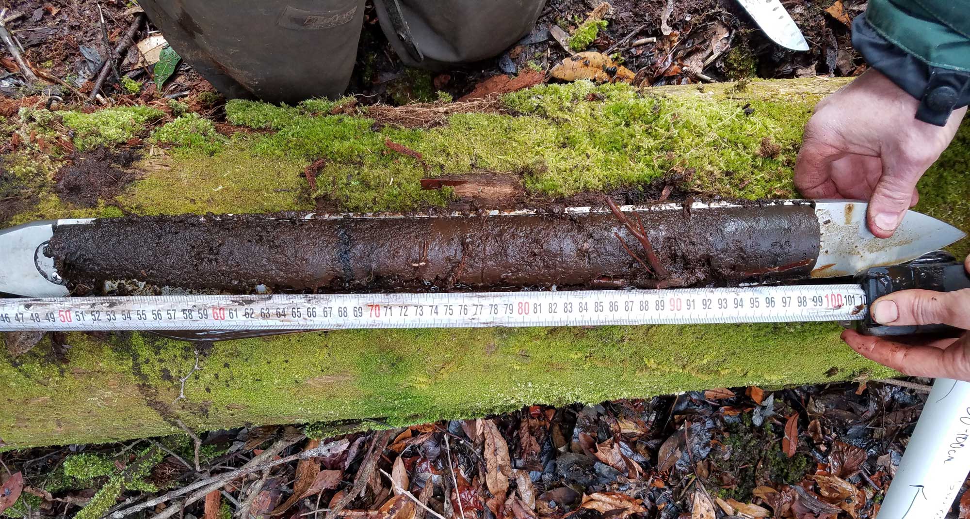 Photograph of a peat core from the Great Dismal Swamp in a Russian corer with a ruler showing the length.