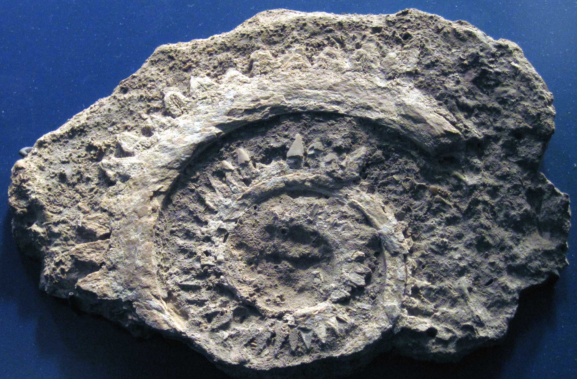 Photo of a helical tooth whorl of Helicoprion, an ancient shark. The teeth are arranged on a spiraling jaw structure.