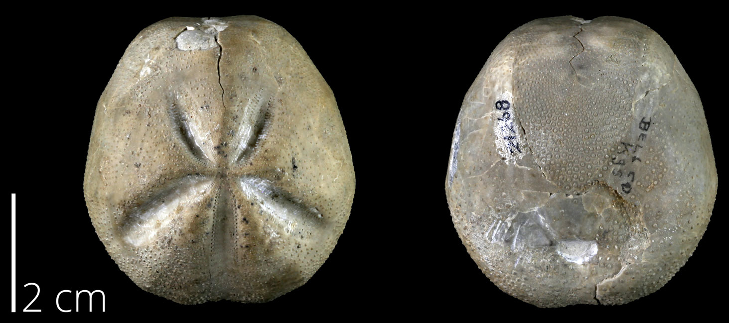 Two views of a fossil echinoderm from the Late Cretaceous of the Edwards Plateau region of Texas. The animal is ovoid with bilateral symmetry. When viewed from above, five furrows are visible radiating from a central point.
