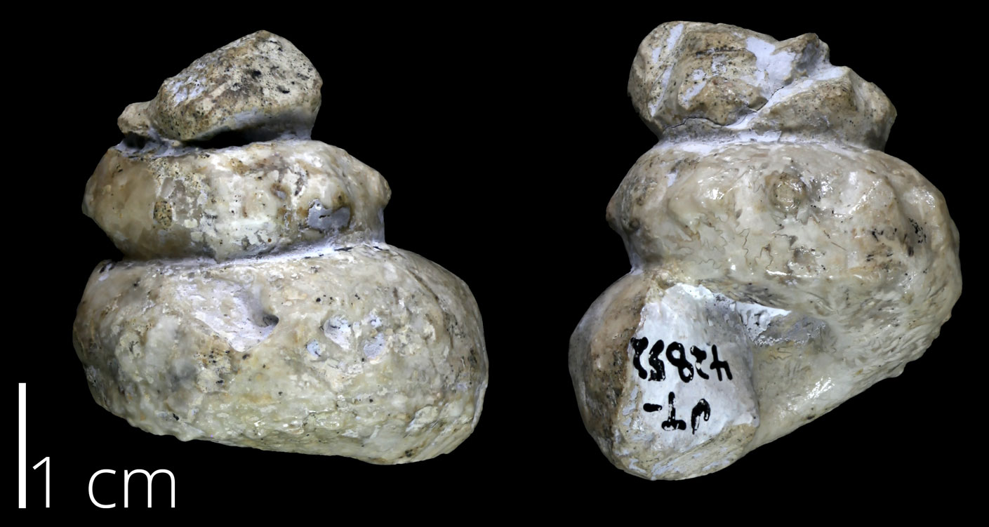 Two views of an ammonoid (both from the side) for the Late Cretaceous Edwards Plateau region of Texas. This ammonoid has a loosely spiraling shell.