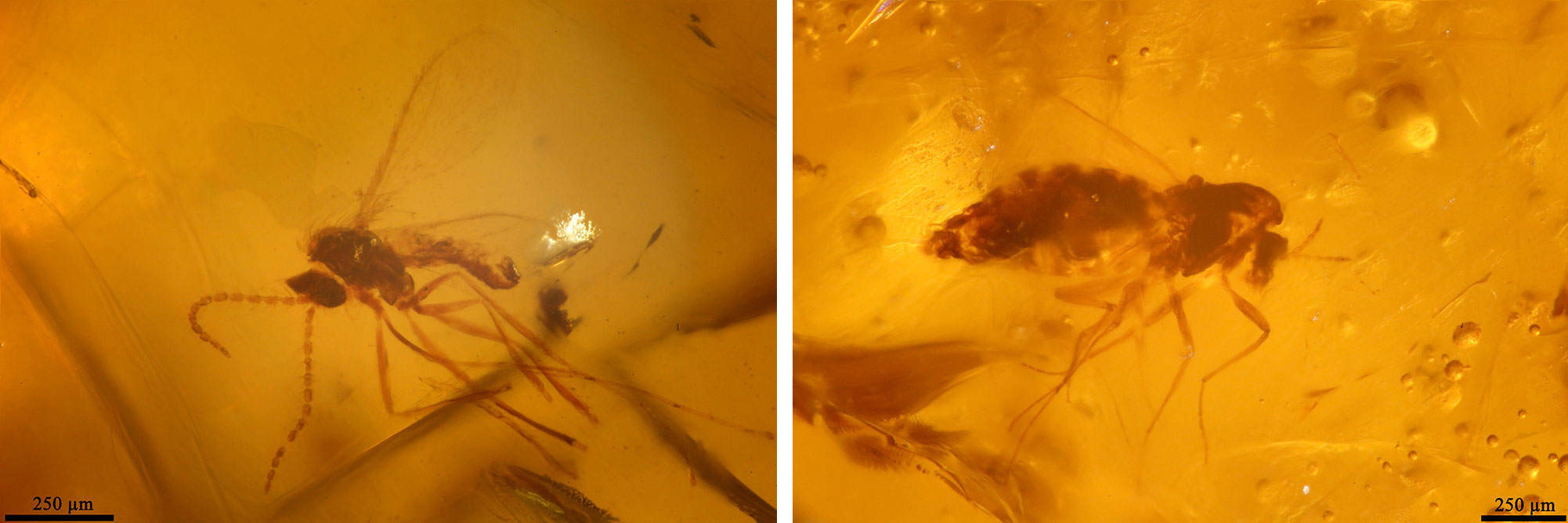 2-panel figures showing photos of midges in amber from Arkansas.
