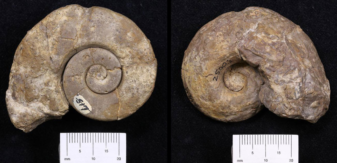 Photos showing images of a fossil marine snail shell from the Ordovician of Tennessee. The spiraling shell is shown from both sides.