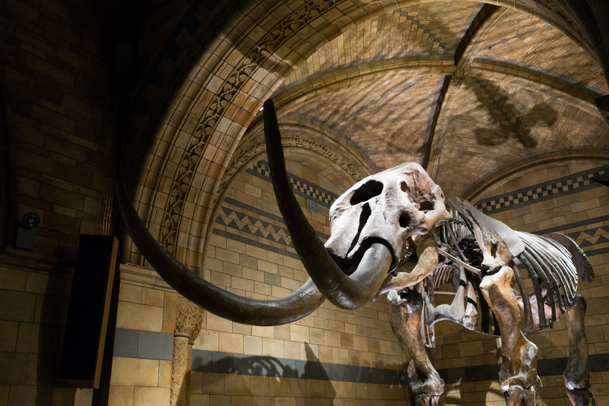 Photograph of the mounted skeleton of the Missouri Leviathon mastodon on display at the British Museum in 2017.