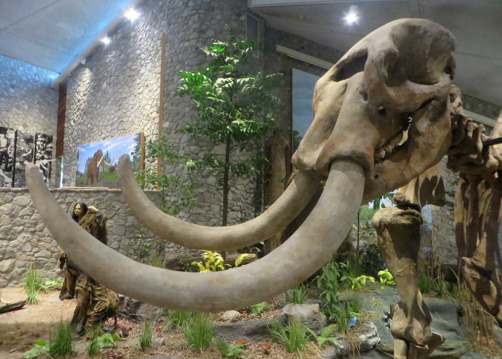 Photograph of exhibits at the Mastodon State Historic Site in Missouri with the skull of a mounted mastodon skeleton in the foreground.