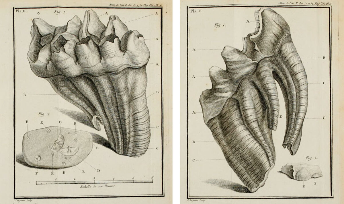Nineteenth century drawings of mastodon teeth collected from Big Bone Lick in Kentucky.