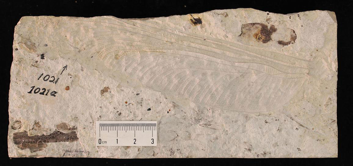 Photograph of a fossil griffinfly wing from the Permian of Kansas showing venation.